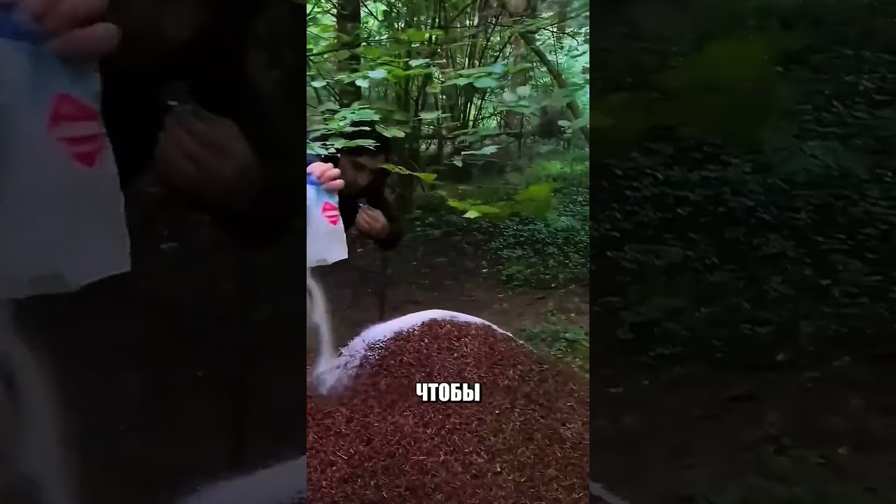 Original Title & Thumbnail