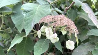 Бад Наухайм залежавшиеся фото и видео