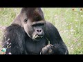 FUNNY ANIMALS – HILARIOUS MOMENTS THAT’LL MAKE YOU SMILE 😹🐶🎉
