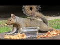 SquirreloVision! Little red mommy squirrel introduces herself, splooting, snarfing squirrel, crows.
