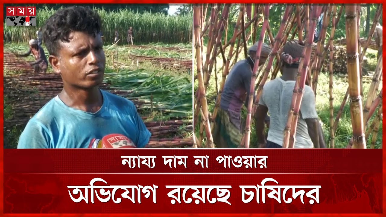 আখের বাম্পার ফলনে কৃষকের মুখে হাসি | Sugarcane | Manikganj | Somoy TV