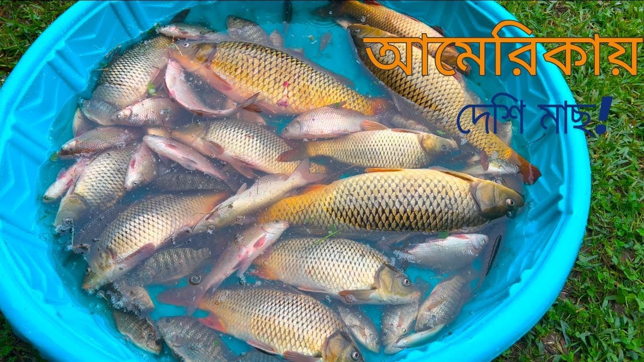 প্রচণ্ড শীতে আমার হাসব্যান্ড কি কি মাছ ধরে নিয়ে আসলো? Fathima's Lifestyle USA