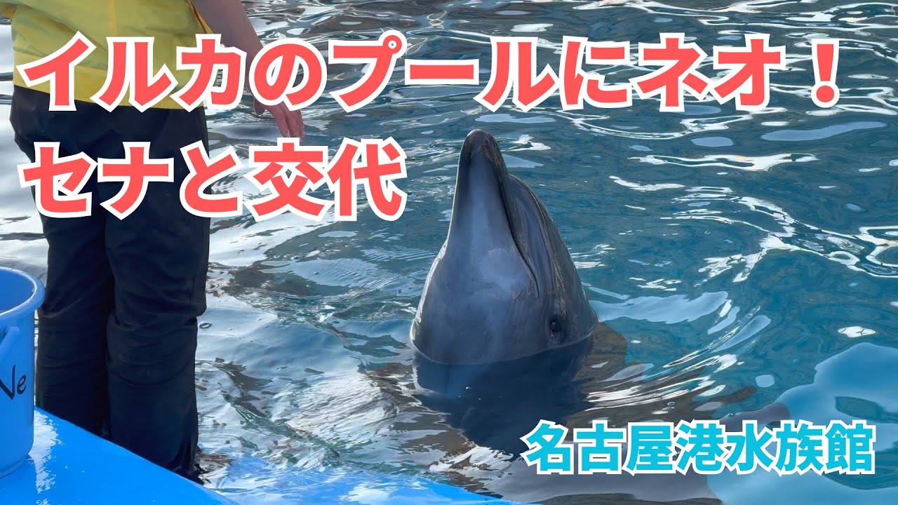 【名古屋港水族館】イルカのプールにネオ！セナと交代