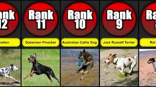 Top 20 Most Active Dog Breeds | Dog List by Paws & Plays 279 views 6 months ago 1 minute, 21 seconds