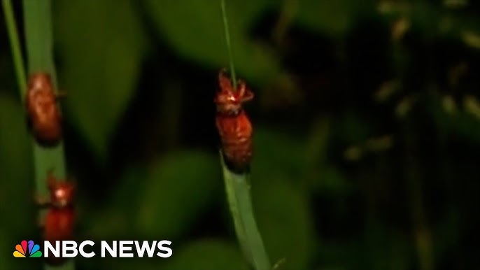 Residents In South Carolina Call Police After Cicadas Create Loud Buzz