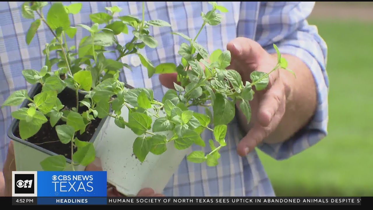 Gardening 101: Alternatives to turf