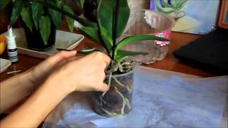 видео Орхидеи: Гнилые корни / Orchids: root rot
