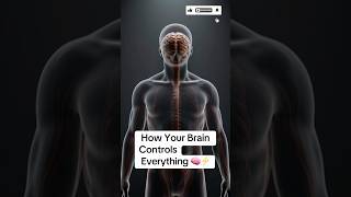 How Your Brain Controls Everything 🧠⚡  #Brain #Neuroscience #HumanBody #Medical #science