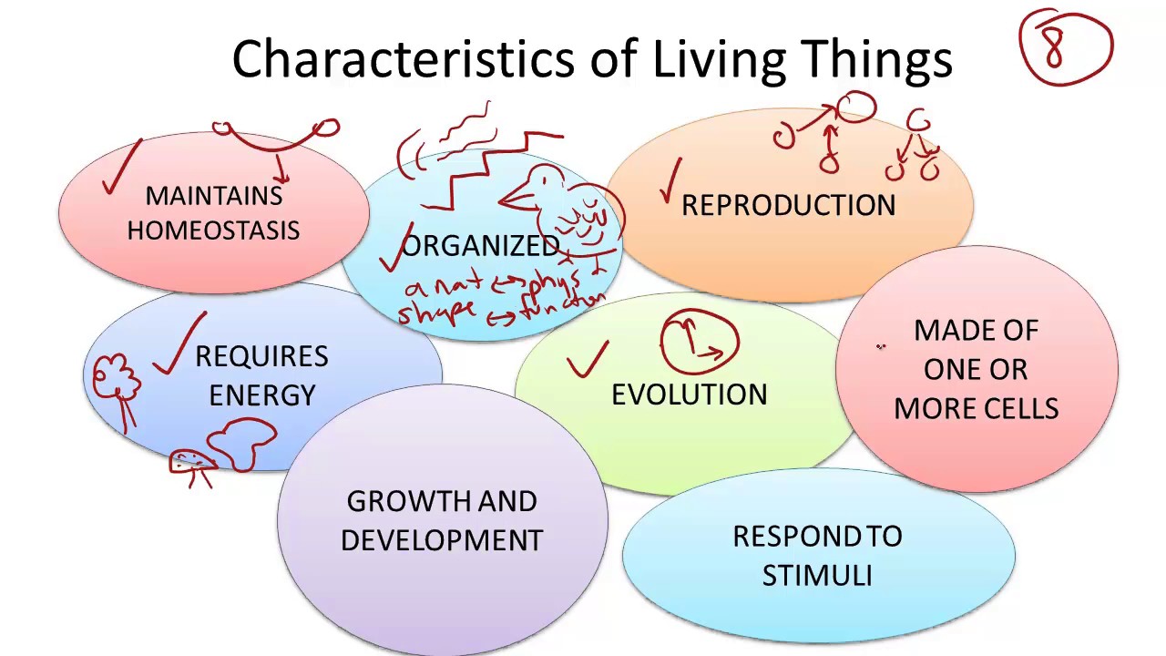 Living things - Definition, Characteristics and Examples