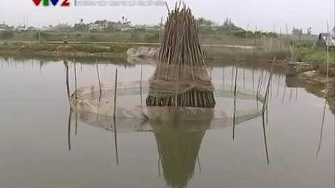 Biotech-VET - Mô hình nuôi ghép cá rô phi vào ao tôm đạt hiệu quả