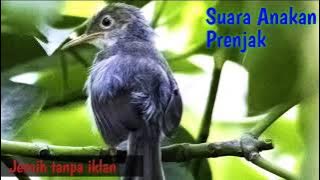 Suara Anakan Prenjak Lapar || Bisa untuk pikat dan Masteran