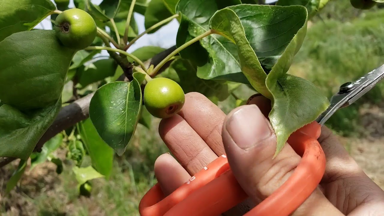 梨 の 摘果