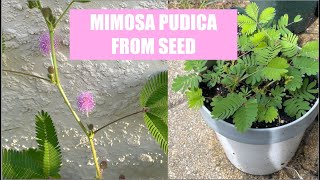 Grow Sensitive Plant (Mimosa pudica) From Seed!