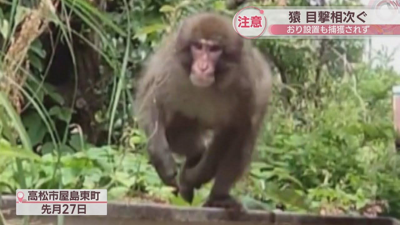 人が追いかけられるなど被害も…屋島の住宅や小学校近くで猿の目撃