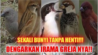 CENDET KING GREJA ROLL SPEED!!