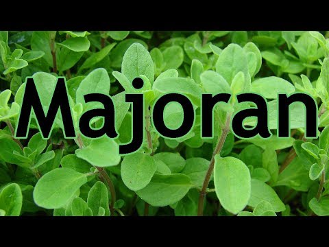 Video: Garten Majoran