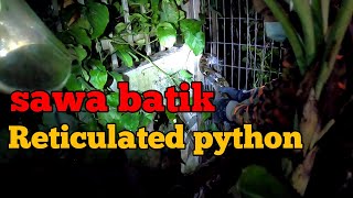 pasangan mengawan berjaya ditangkap | ular sawa batik