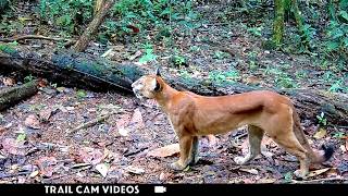 Costa Rica Wildlife Trail Cam: 9 & 1/2 Week Rainforest Animal Compilation!