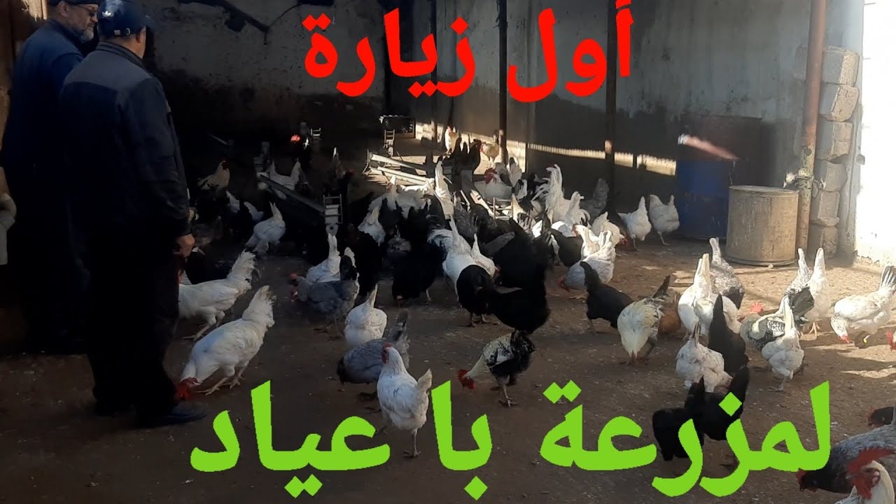 الحلقة 20.اليوم زرت مزرعة با عياد .تقديت قطيع خليط السلالات لأول مرة. 🥚🐓🥚🐓