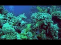 CAMERAS UNDERWATER - Sony HDR-XR550 in a Gates Housing with Jeff Goodman