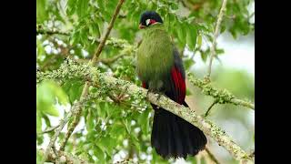 Hartlaubs Turaco By Zakayo