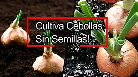 ¿Qué no plantar junto a las cebollas?