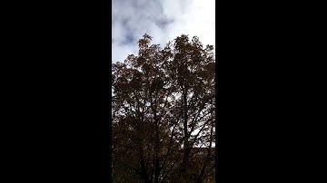 I."Remove due to direct conflict with the proposed layout" - 124+ trees to go!