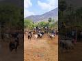 #tamil #song #tamilsong #jallikattu #bullspower #youtube #bull #music #bullsrace #cow
