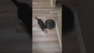 Kitten vs Eufy robot vacuum