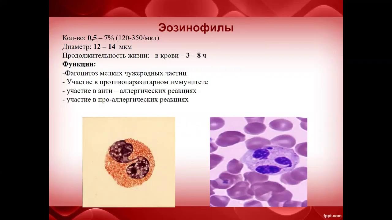 Эозинофилы в общем. Эозинофилы строение функции Продолжительность жизни. Эозинофилы функции гистология. Эозинофилы форма ядра. Эозинофилы 3,1%.