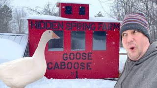 Goose Breeding Season Bedlam