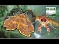 Ultra Hairy Moth: Sosxetra grata (Noctuidae) from REGUA, Brazil