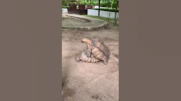 Секс черепах