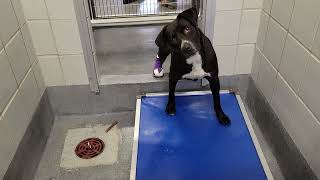 acs A681633