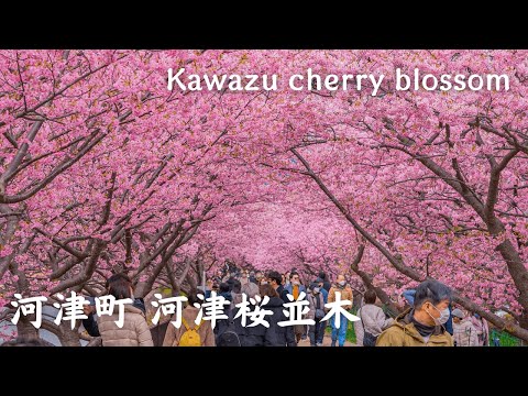 【4K】河津町 河津桜並木 - Kawazu cherry blossom / 2023年 / Walking tour / Japan