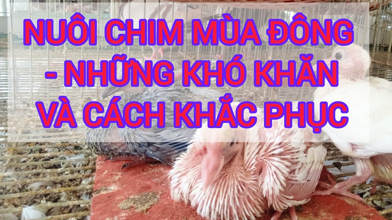NHỮNG KHÓ KHĂN VÀ BIỆN PHÁP KHẮC PHỤC KHI NUÔI CHIM MÙA ĐÔNG
