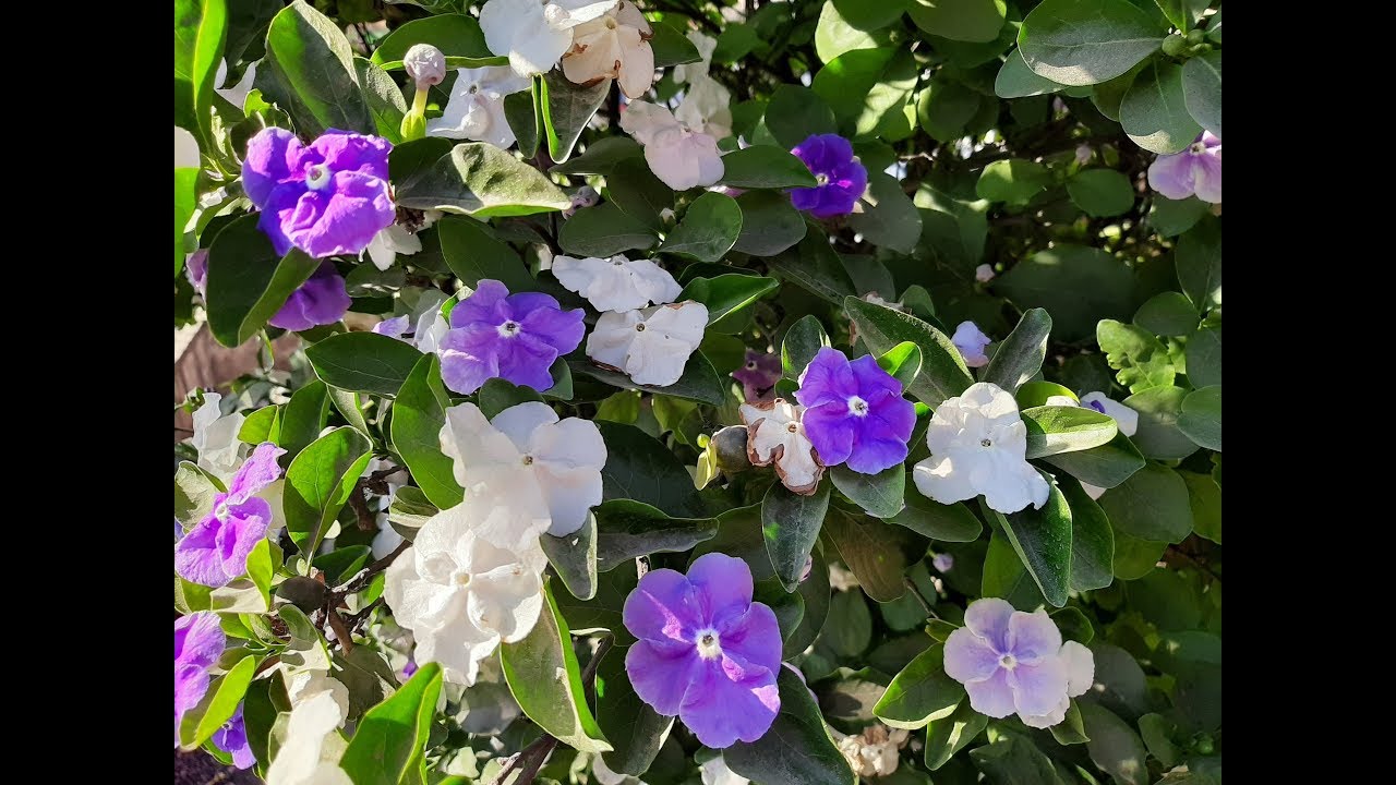 Cuidados del Jazmín Paraguayo / Brunfelsia australis / Diamelo / Azucena  del Paraguay - YouTube