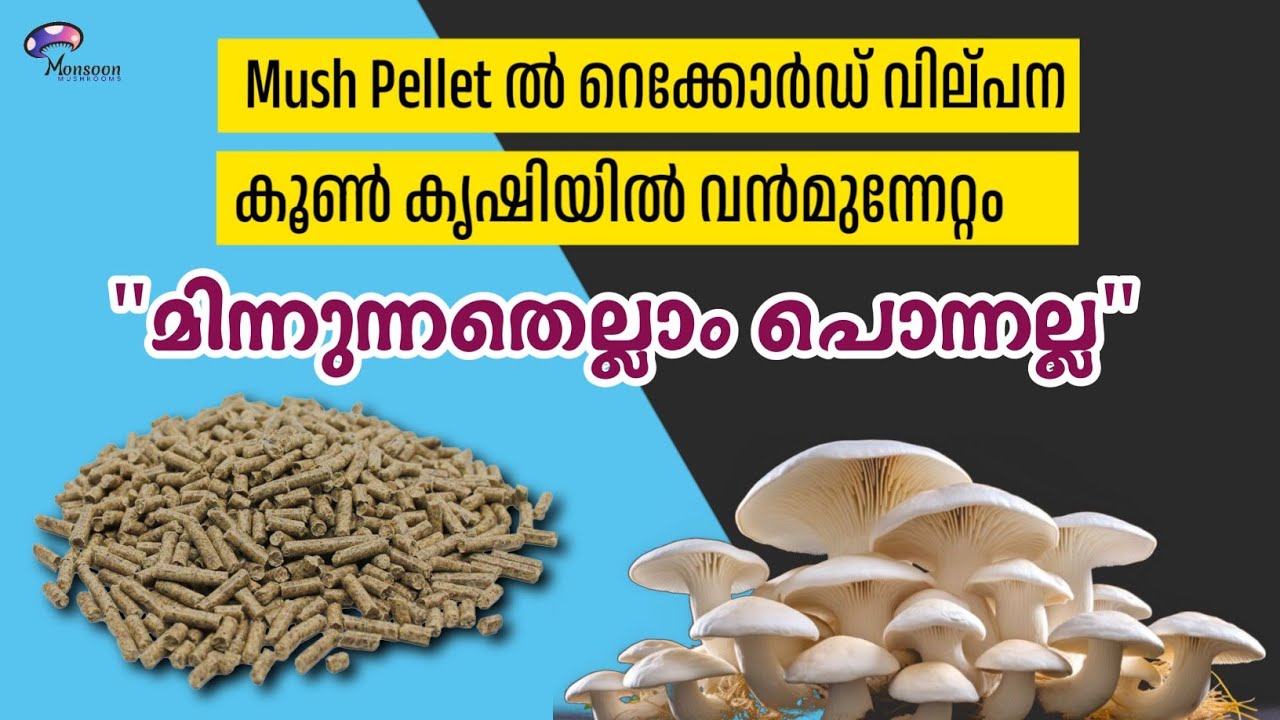 Mush Pelletആവിശ്യമുള്ളവർ വിളിക്കുക 9895912836. കൂൺ വിത്തുകൾ,വിത്ത് മുതൽ വിപണനം വരെ എല്ലാ സഹായങ്ങളും