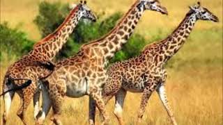 Rebanho de animais acompanhado de Hinos