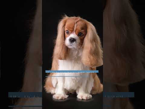 Видео: Собаки Пикассо