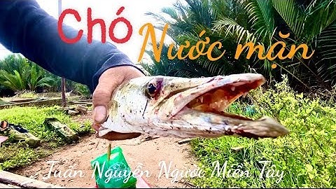 Câu cá chó nước mặn ở cù lao Tân Phú đông tiền Giang @# câu cá thiênnhiên..