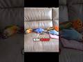This parrot deserves an Oscar for this acting! 🦜🏆 #pets #shorts #animals #birds