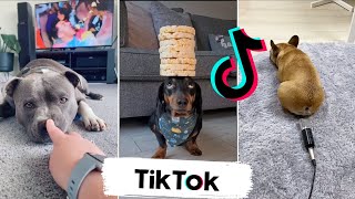 Los Mejores TikToks de Perros #2 ~ Recopilación De TikTok