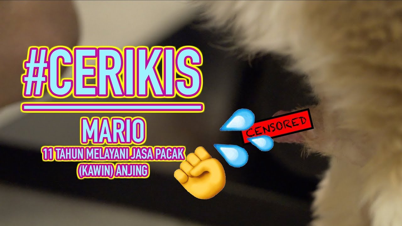 Cerikis 1 Jasa Pacak Kawin Anjing Youtube