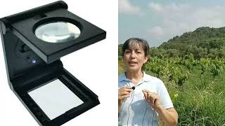 Bağ Hastalık Ve Zararlıları