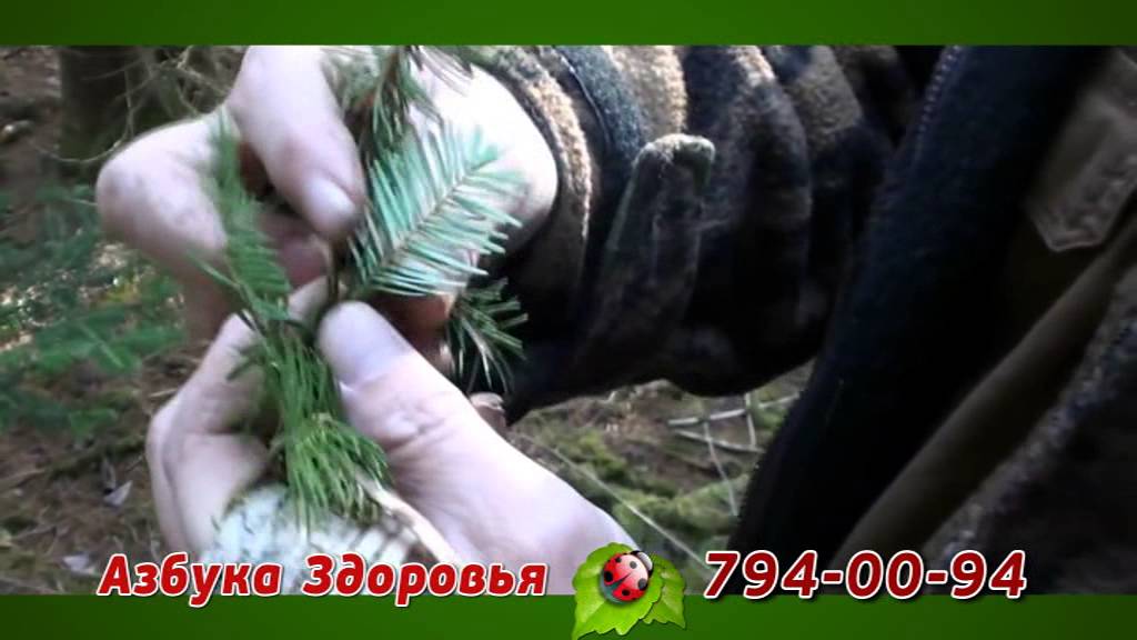 Пихтовый экстракт - YouTube