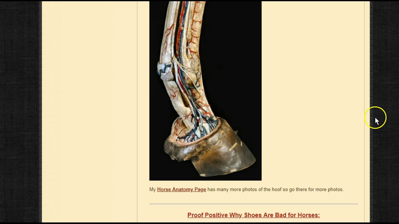 Houston PD Horses Set The Standard For Working Horses All Horses No