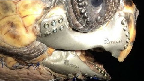 Injured sea turtle gets 3D printed jaw