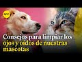 ¿Cómo limpiar de manera correcta los ojos y oídos de nuestras mascotas?