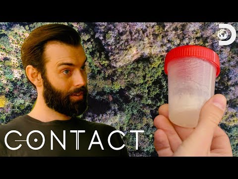 Star Jelly Found in Remote Jungle | Contact